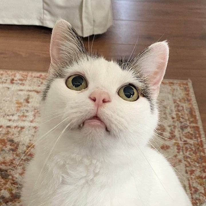 A gallery of four headshots of Bailey, a white cat with two small grey markings above each ear. In three photos, Bailey's tongue is playfully sticking out, and in two, a small fang is visible, adding to his charm.