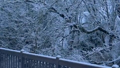 Porch deck railing covered in snow and trees in the distance covered too