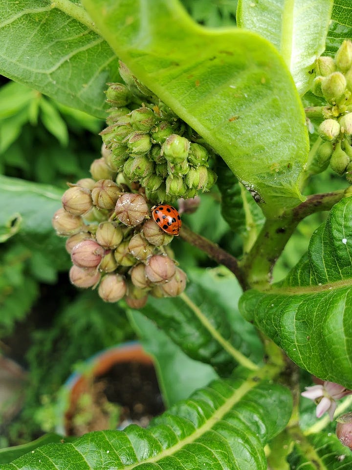 Overflowing garden boxes; the right angles of dahlias, pink sugar snap pea flowers with blurry people in the background; a ladybug on milkweed that's about to bloom