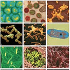 What Are Pathogens? Understanding the Germs That Make You Sick