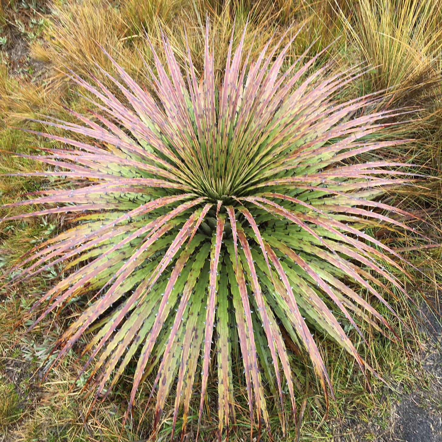 a prickly looking plant a prickly looking plant