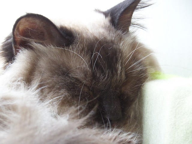 Cat Cafe Ebisu Cat Cafe Ebisu