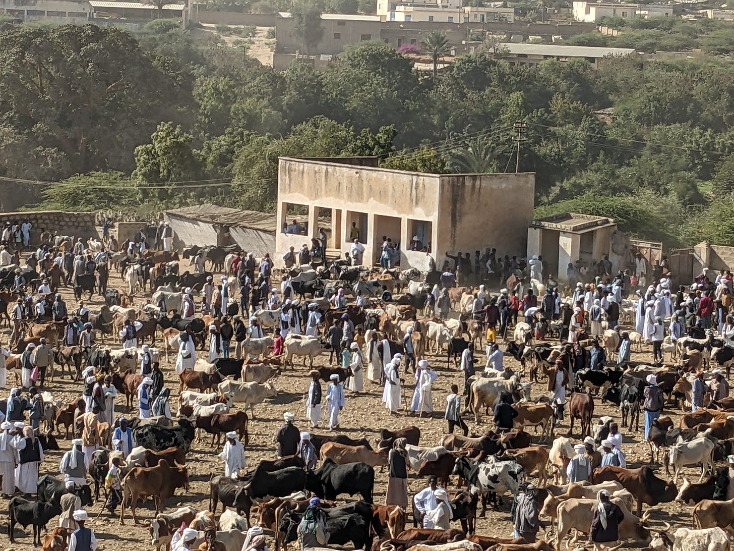 An expansive shot of a cow market and herders with a white stucco building in the background. There is dust underfoot and some greenery. An expansive shot of a cow market and herders with a white stucco building in the background. There is dust underfoot and some greenery.