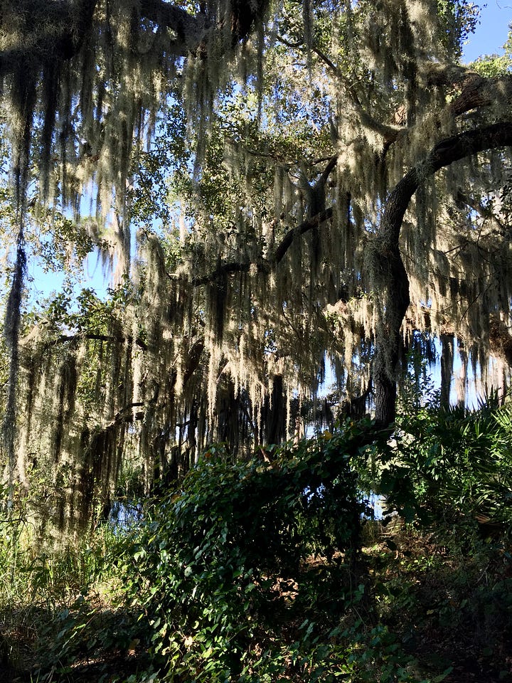 Spanish moss hanging from live oak trees