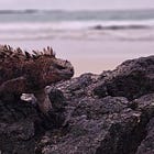 Make like an iguana and slow down