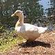duck discourse