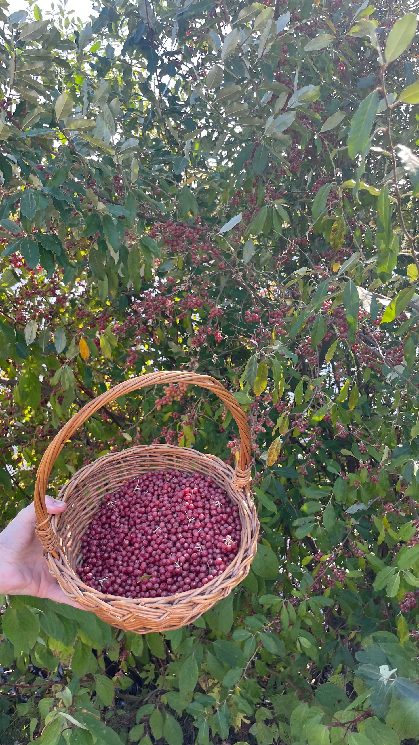 A basket filled with autumn olive berries held in front of the autumn olive bush.