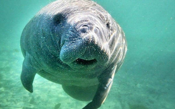 Crystal River Manatee