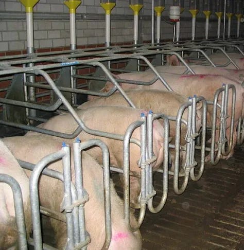 Homesteading & Food: Feeding Ourselves without Big Ag and Big Government.