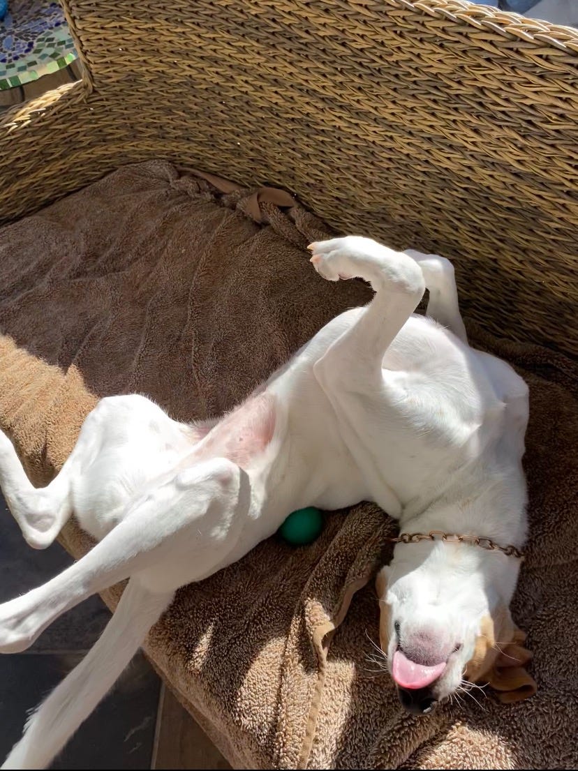 White dog on her back, sticking out her tongue.