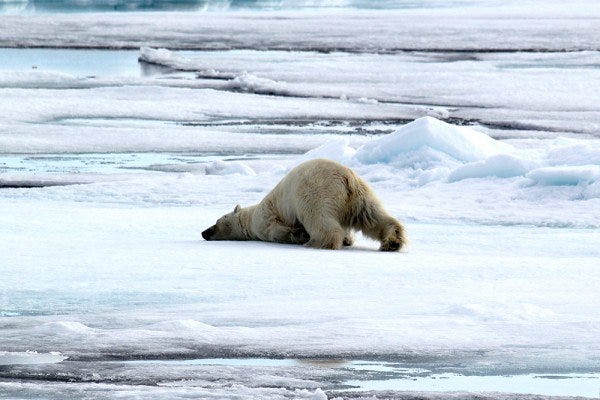 Polar bear snow bath Polar bear snow bath