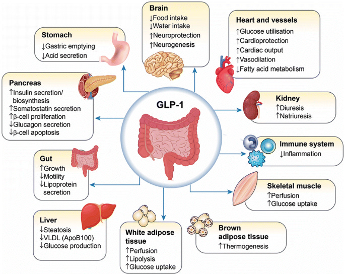 Consensus Recommendations on GLP-1 RA Use in the Management of Type 2  Diabetes Mellitus: South Asian Task Force | Diabetes Therapy