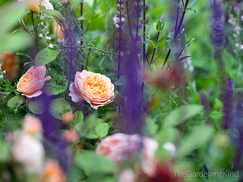 Garden roses in flower