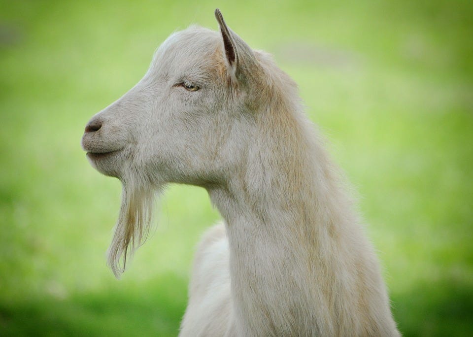 Goat, Animal, Mammal, Nature, Grass, Wildlife, Close Up
