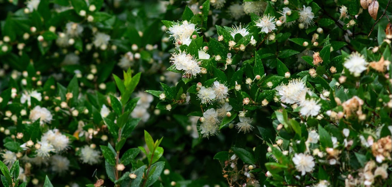 Myrtle (Myrtus communis) notes