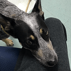 Our cattle dog's experience with idiopathic epilepsy
