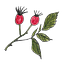 The Time Foragers' Club