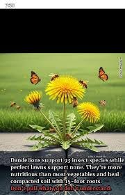 Creekside - #dandelions #creeksidekennelsshop Creekside Kennels & Shop | Facebook