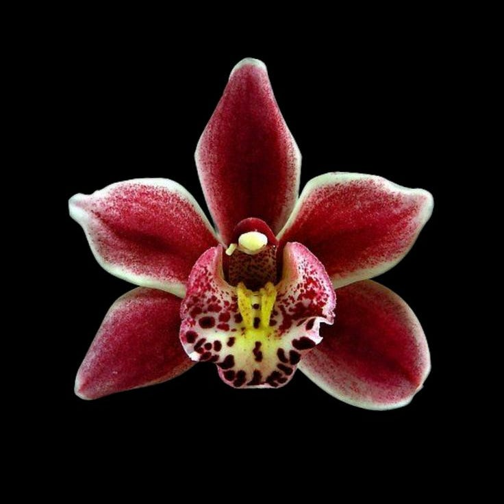 K. Victoria