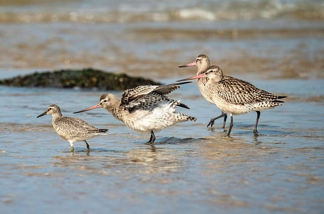 birdwatching-in-greece-by-mike-gerrard