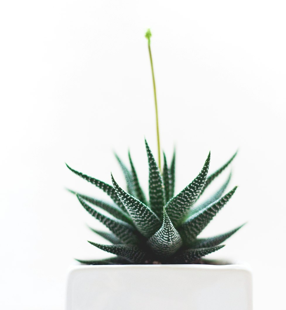Aloe Vera plant on white vase