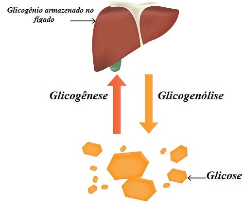 Glicogênio - Biologia Net