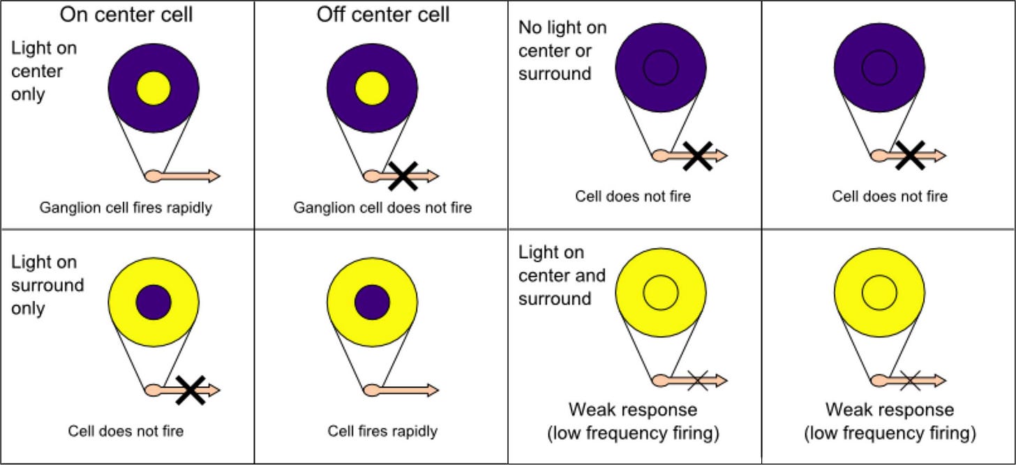 Diagrams of the 'center-surround' cell arrangements in various states Diagrams of the 'center-surround' cell arrangements in various states