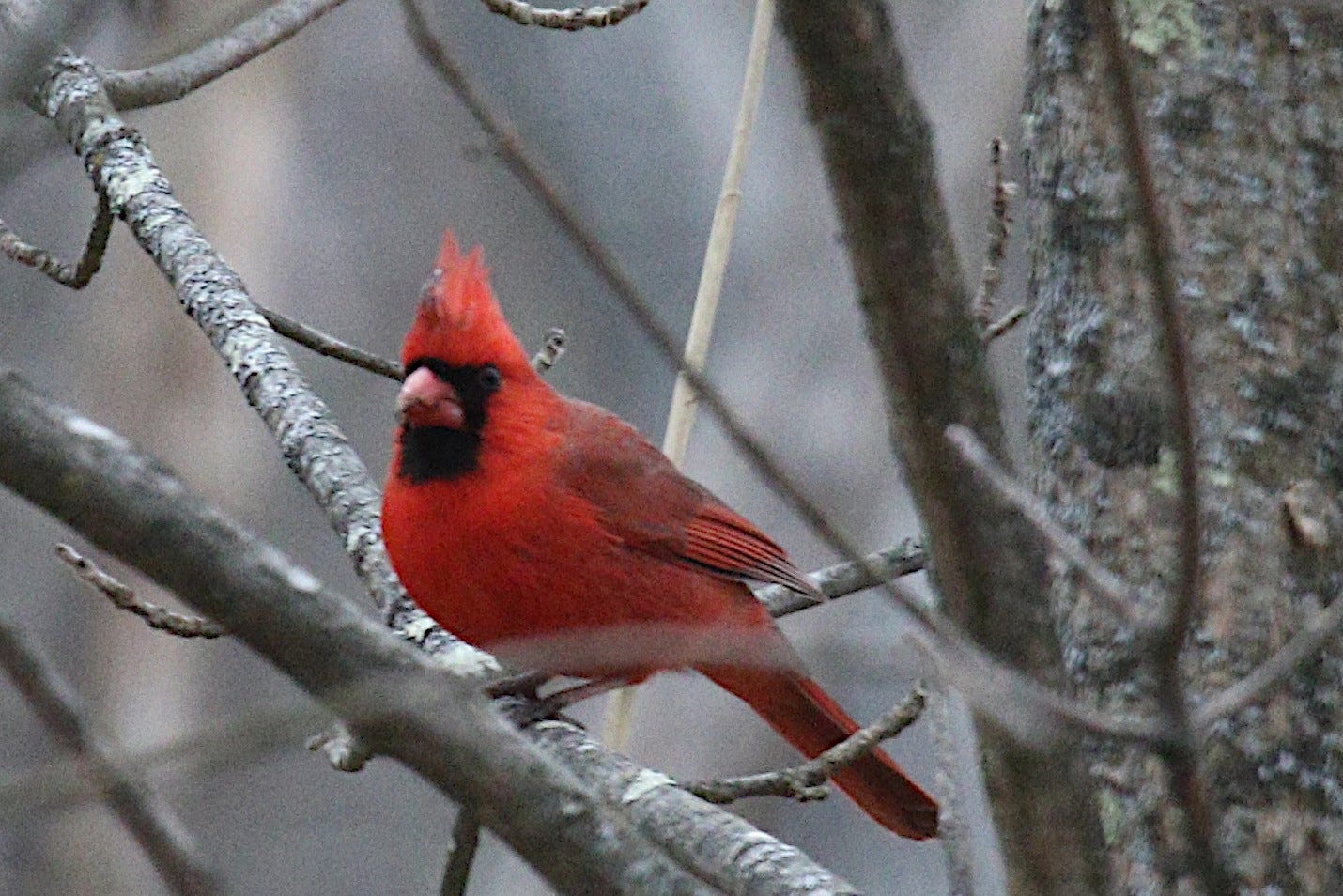 A cardinal perched on a tree branch, with some additional out-of-focus branches in the foreground.
