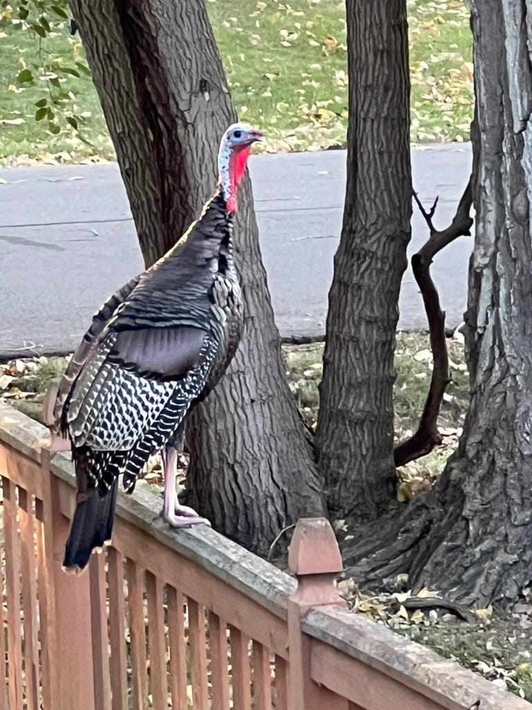 A wild turkey perched on a fence, the sunlight making his wattle glow bright red