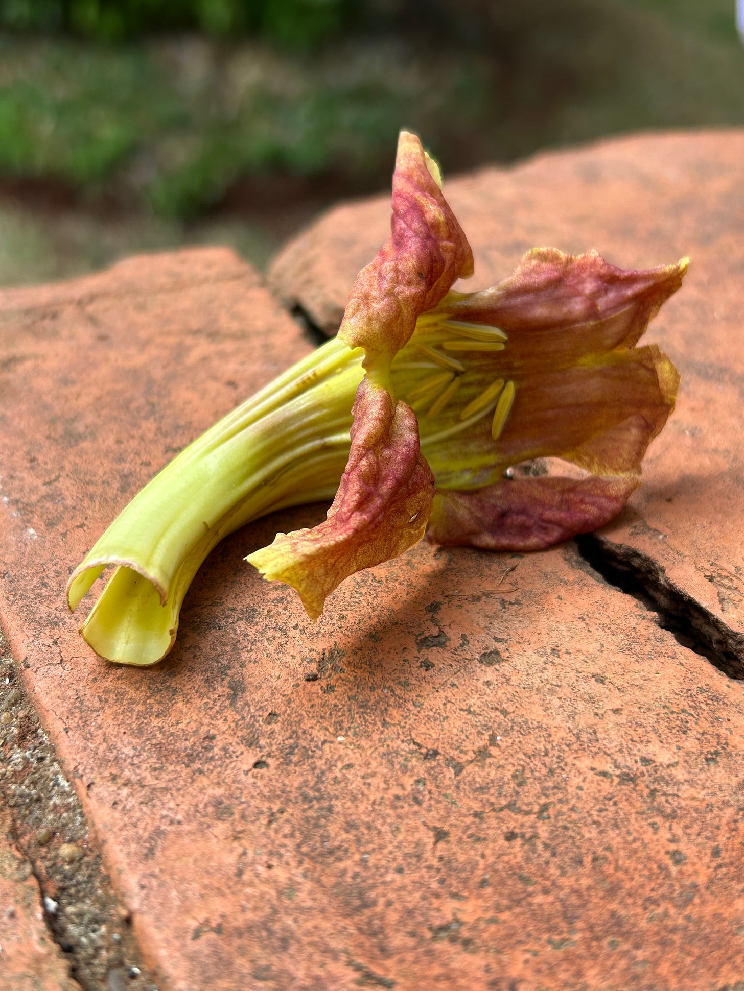 orange muratina tree flower against aged red brick