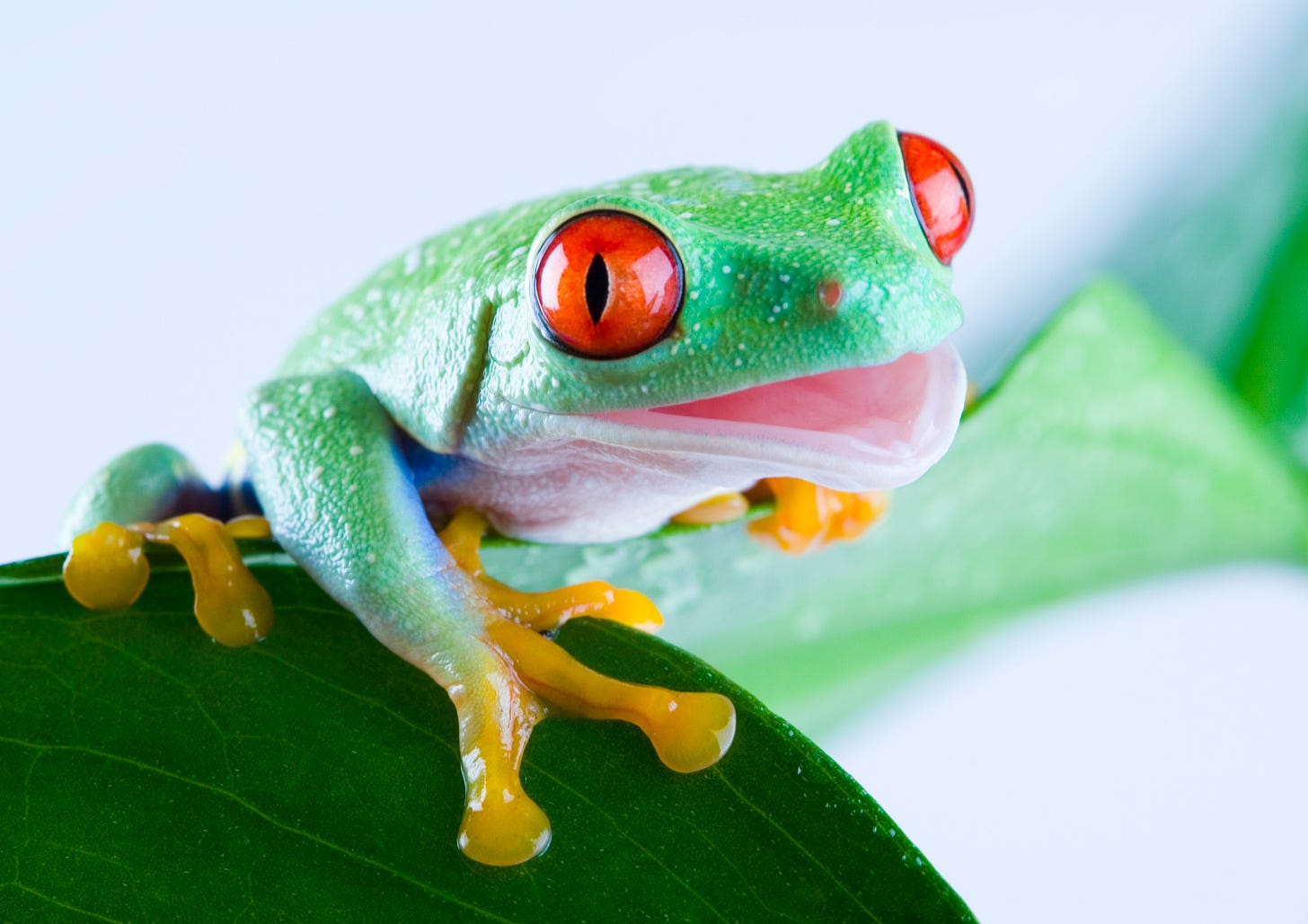 Red-eyed green tree frog sitting on a branch