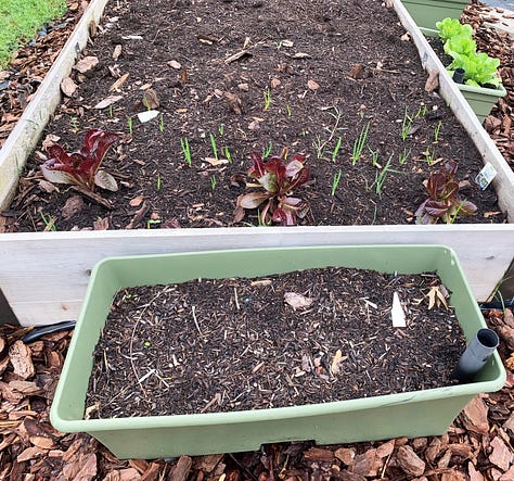 Three photos showing newly mulched raised garden bed, ready to plant; a view of newly emerging onion sets; and Stephen installing tomato supports in a fully planted garden.