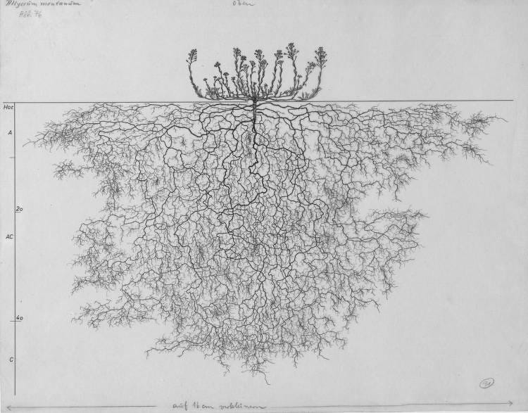 resilient plant root drawing Alyssum montanum, Lichtenegger, E. (1992), Wurzelatlas