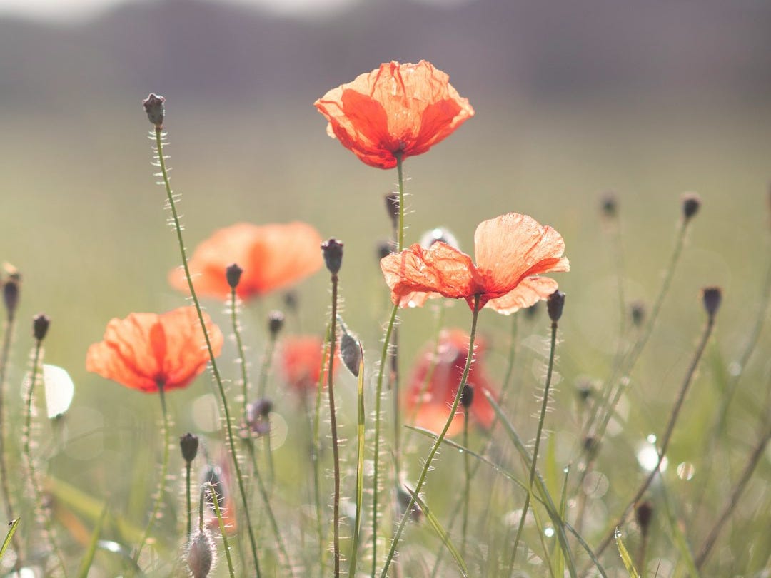 red poppy in bloom during daytime