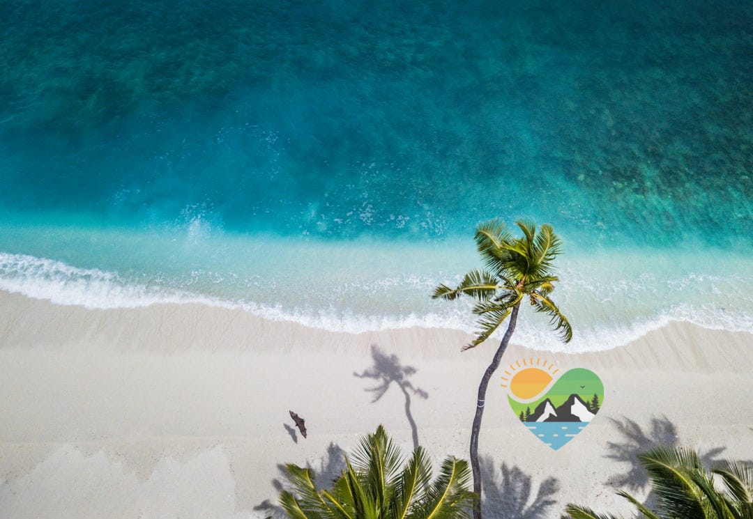 aerial nature photography of green palms on seashore during daytime aerial nature photography of green palms on seashore during daytime