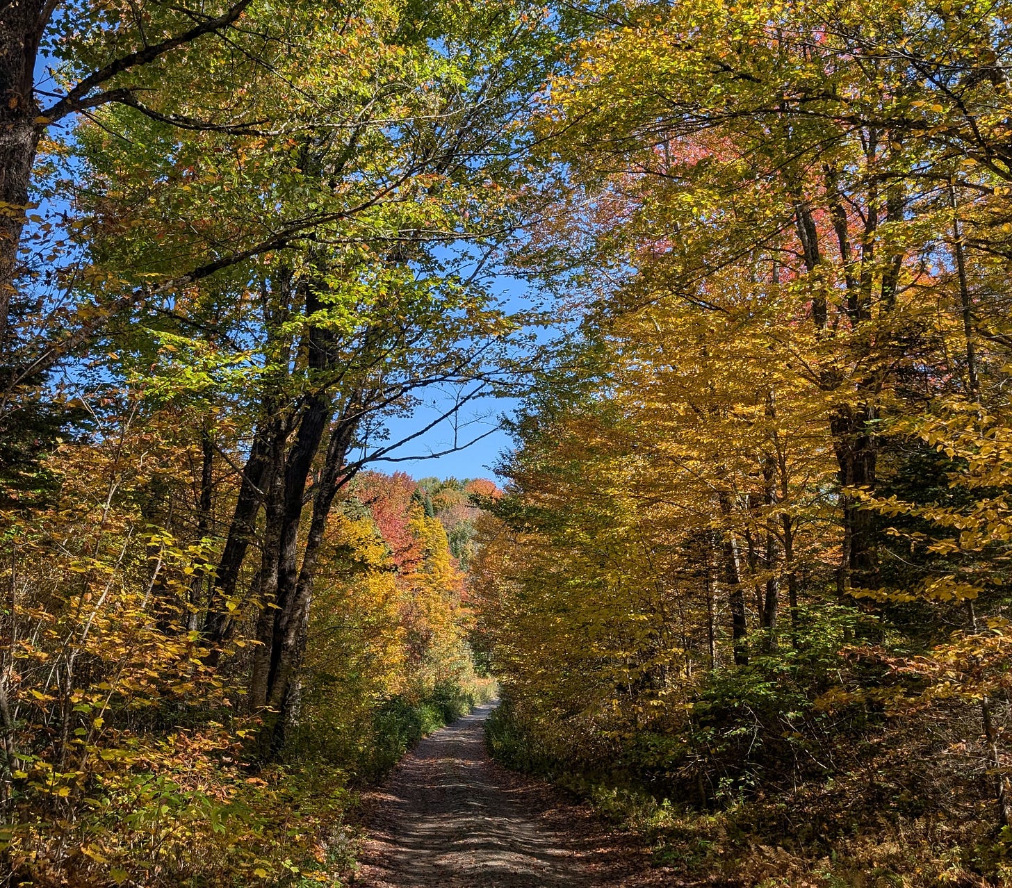 a view down a dirt road in the woods with autumn foliage all around