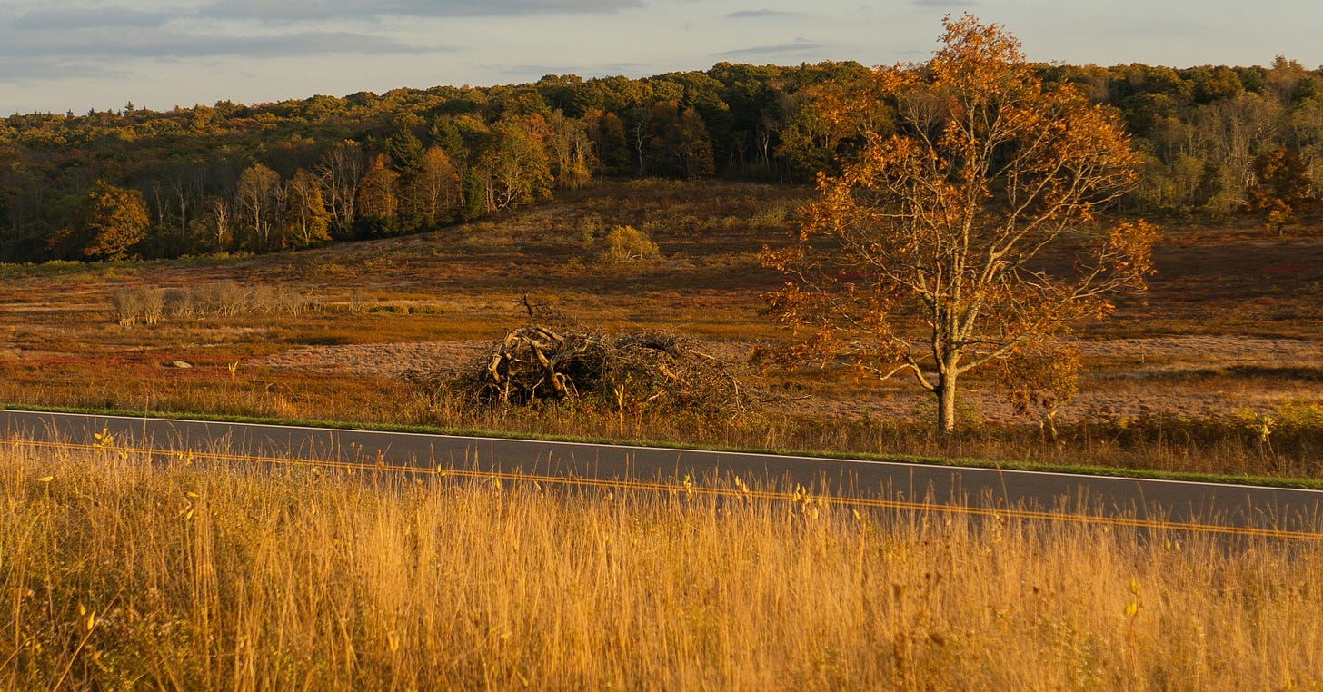 A peaceful grassland scene with tall golden grasses, a lone tree with autumn leaves, and soft evening light casting warm tones across the landscape.