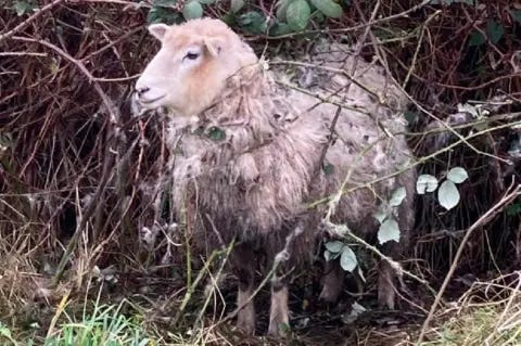 Ely firefighters rescue sheep trapped in brambles