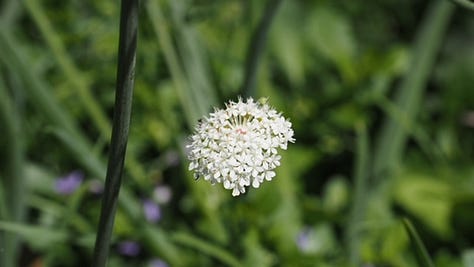 gallery of plants
