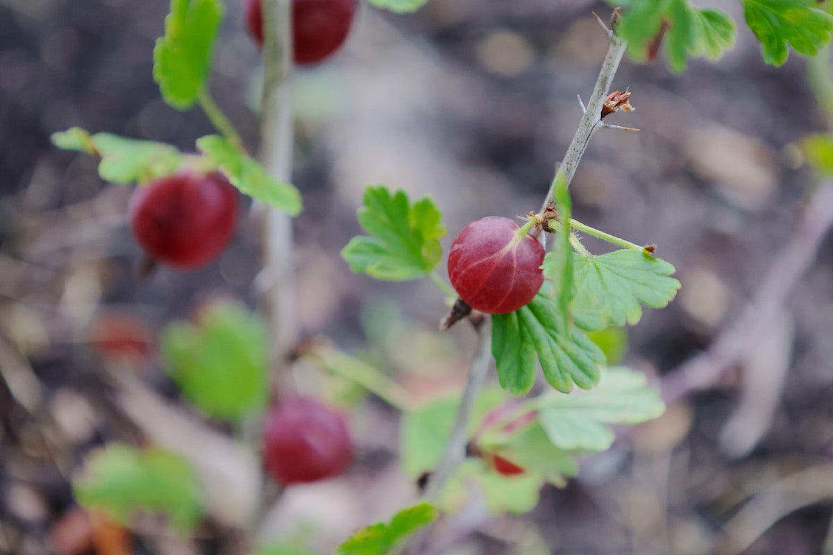 a fruiting gooseberry plant