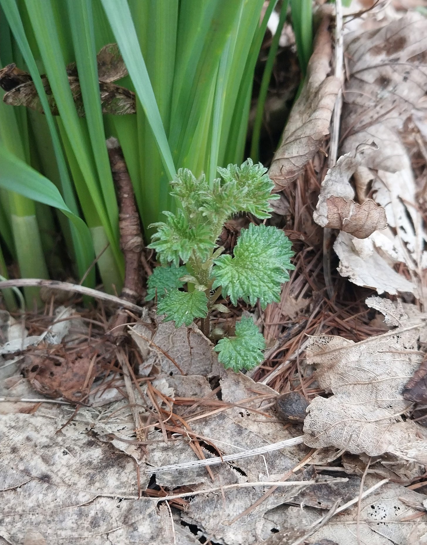 Baby nettles appearing next to a bunch of daffodils Baby nettles appearing next to a bunch of daffodils