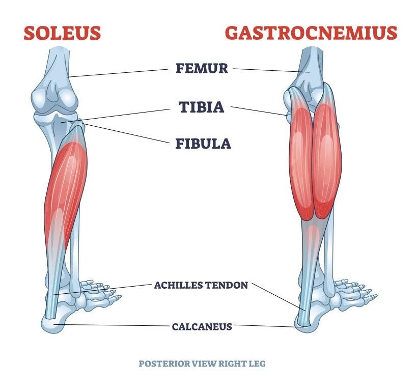 The Posterior Compartment: Gastrocnemius, Soleus, And The Plantaris | 3D  Muscle Lab
