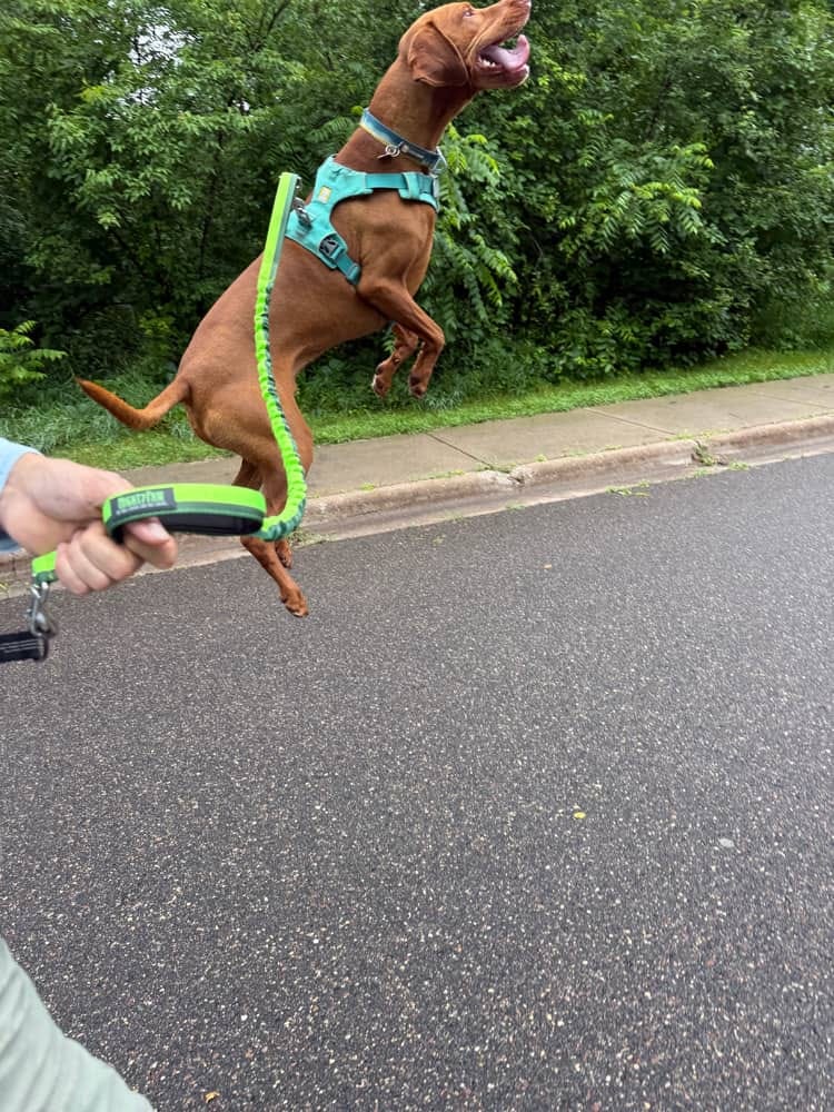 Leif, the one-eyed vizsla dog, jumps outdoors as he awaits a new adventure. 