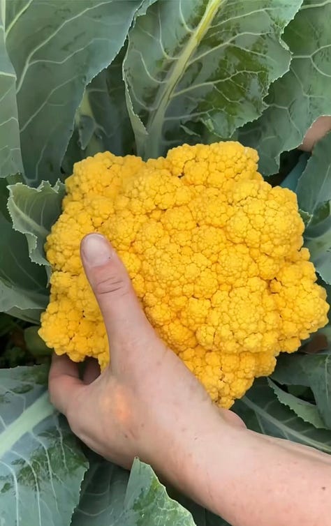 Yellow cauliflower, a red strawberry held in a person's hand, and a woven basket with green beans and white cauliflower.