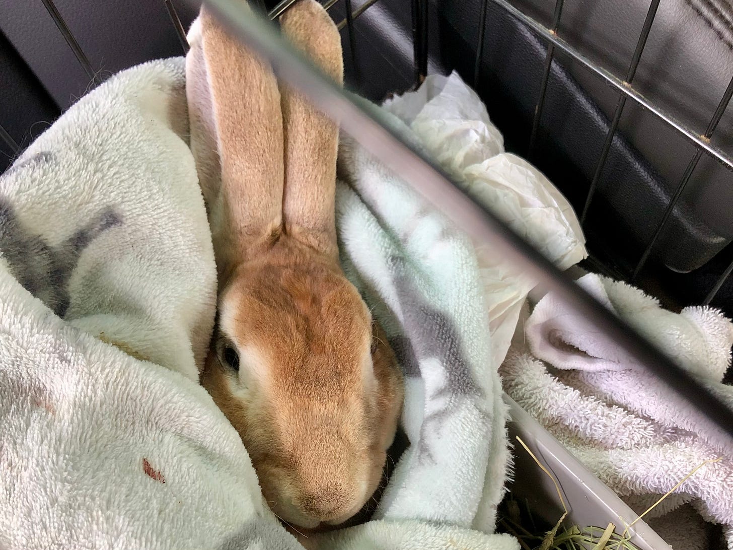 Rabbit