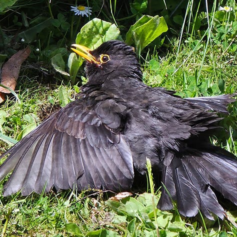 three pictures of a little blackbird in various bits of the garden, looking very relaxed
