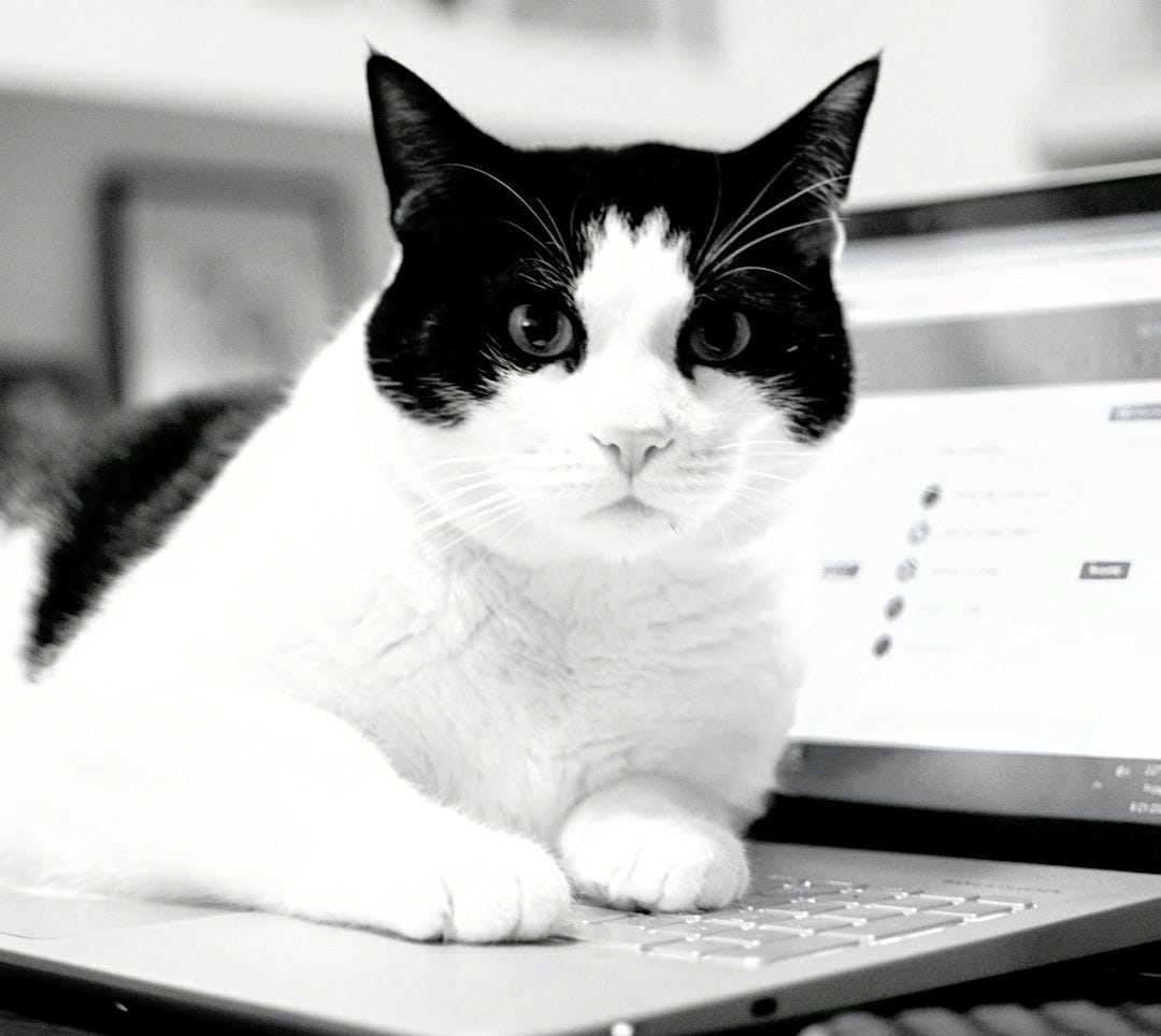 black and white cat on white printer paper