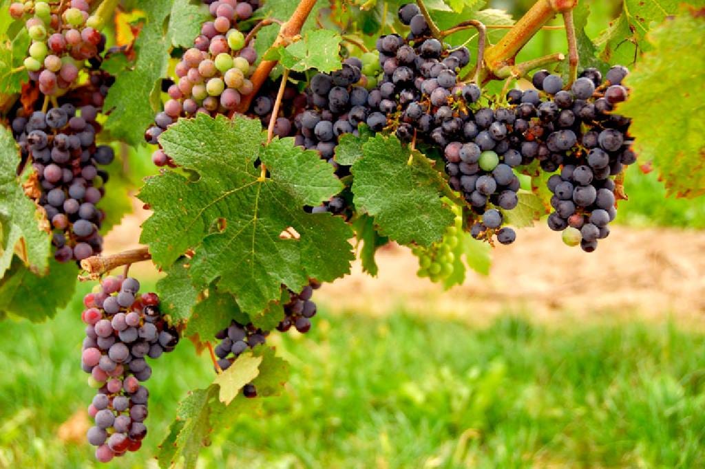 Does the discovery of Naboth's vineyard have a message for today?  | Dr. Marcus Peter