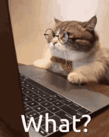a cat wearing glasses and a bow tie is sitting in front of a laptop . a cat wearing glasses and a bow tie is sitting in front of a laptop .