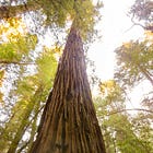 Field Notes: A Walk About in Armstrong Redwoods State Natural Reserve